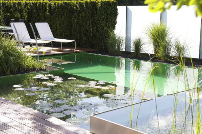φυσική πισίνα με υδρόβια φυτά