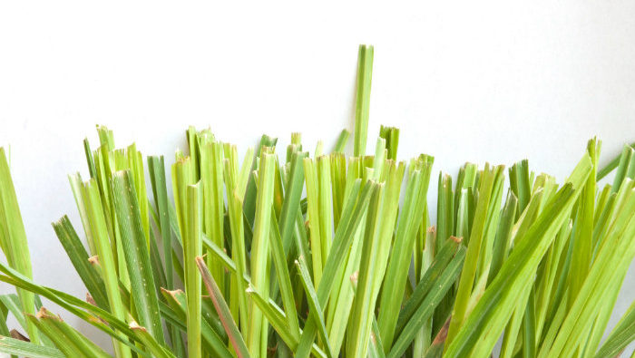 σιτρονέλλα