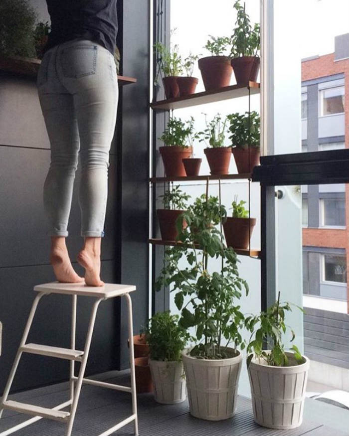 βότανα στο παράθυρο