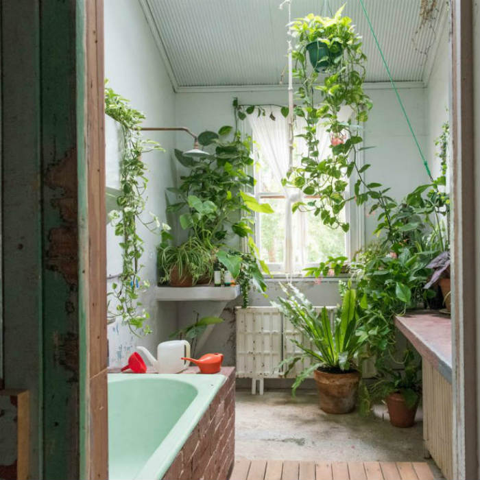 ζούγκλα εσωτερικού χώρου