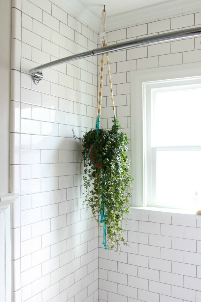 κρεμαστό φυτό μπάνιου