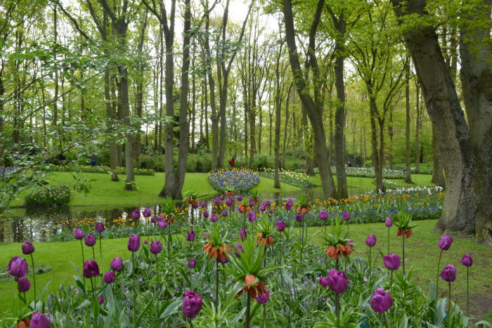 τουλίπες ανάμεικτες με άλλους βολβούς