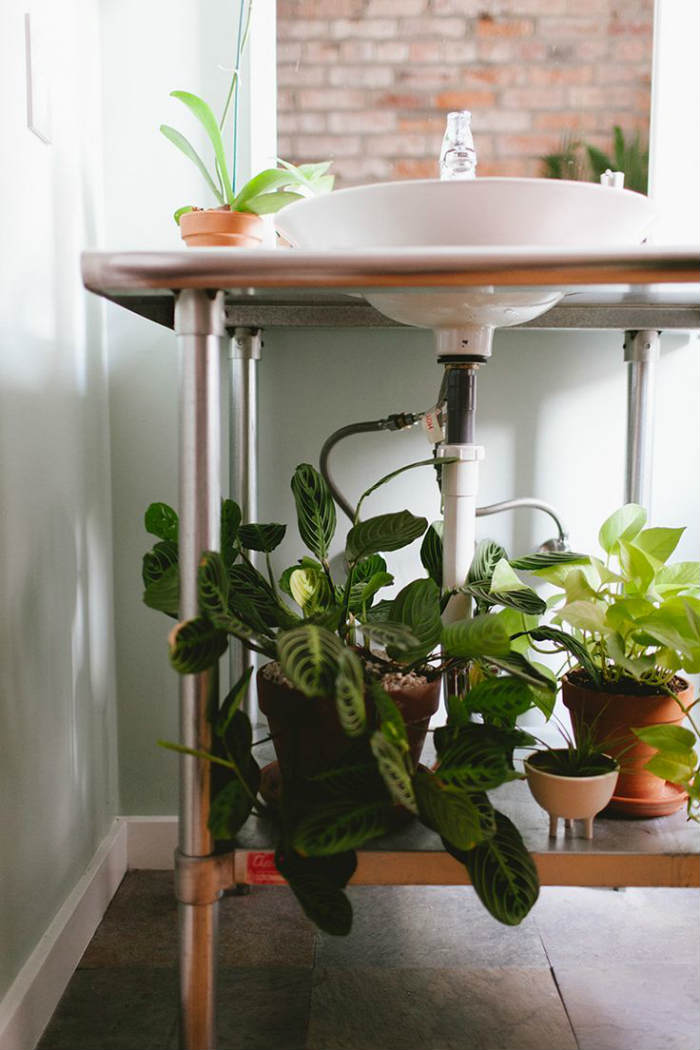 φυτά για το μπάνιο