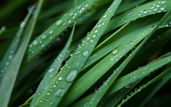 βρεγμένο χορτάρι