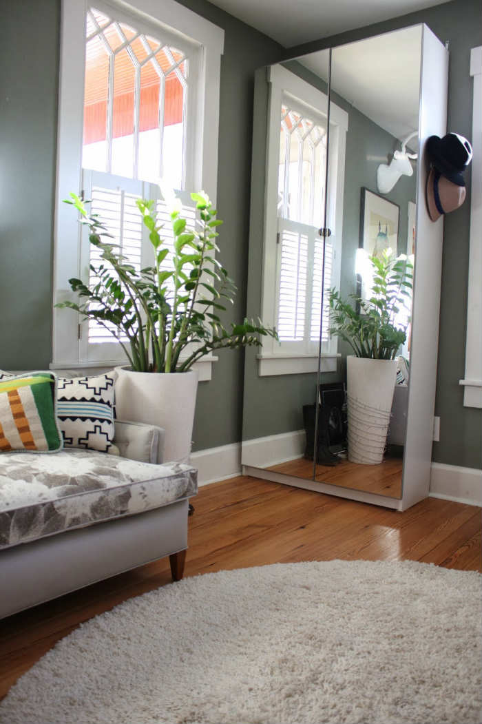 ζάμια ζαμιόκουλκας ή zz plant