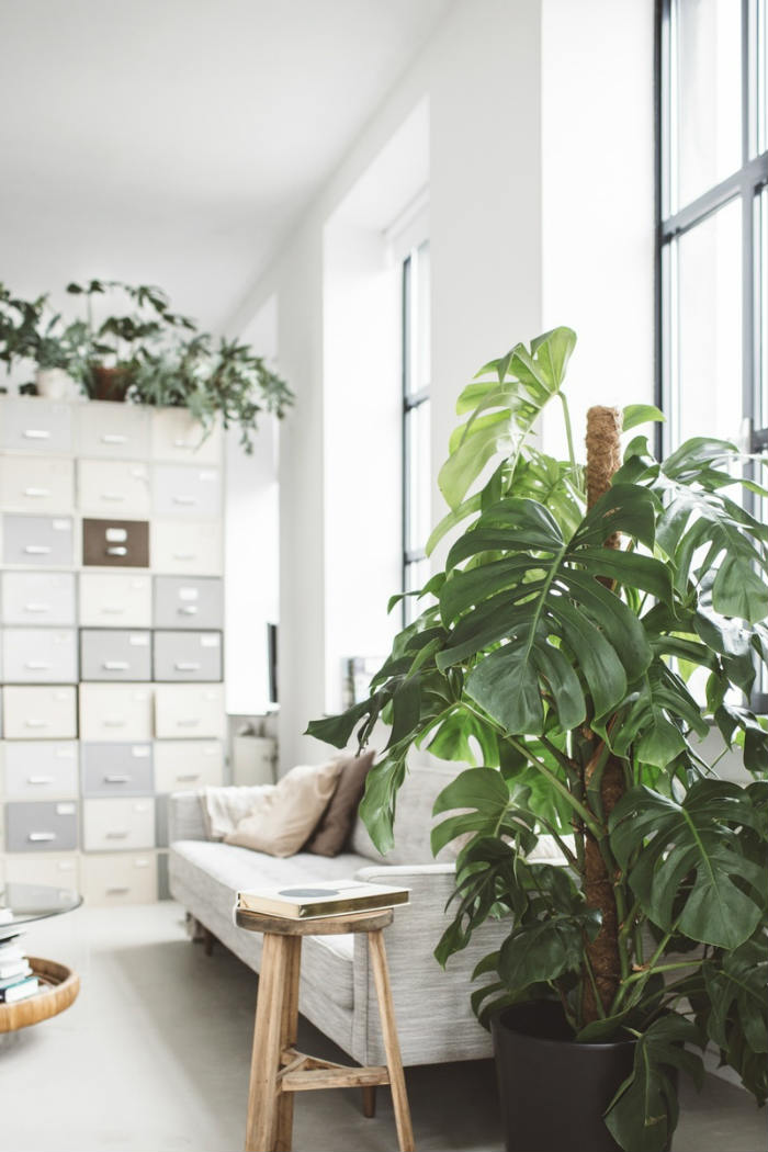 μονστέρα διακόσμηση σαλονιού