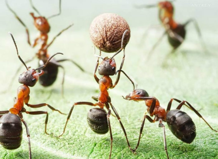 μυρμήγκια που παίζουν