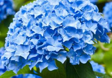Σπάνια μπλε ορτανσία.