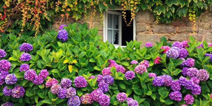 Ορτανσίες μπροστά σε παράθυρο.