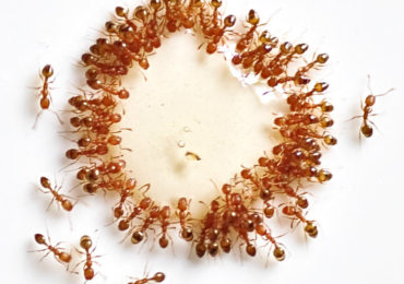 μυρμηγκια καταπολεμηση εξοντωση