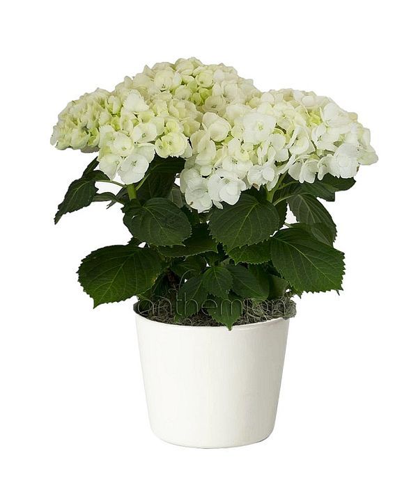 ορτανσια λουλουδια τιμη γλαστρα τι συμβολιζει αγορα