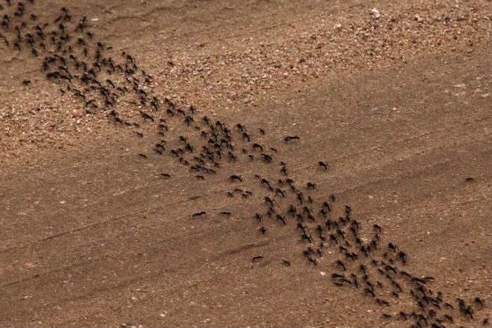 γραμμή μυρμηγκιών