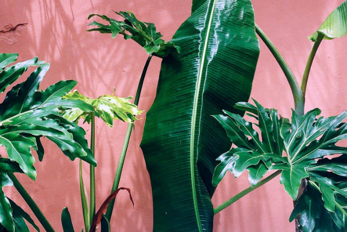 Plants on Pink μια από τις υποκατηγορίες που γνωρίζουν άνθιση.