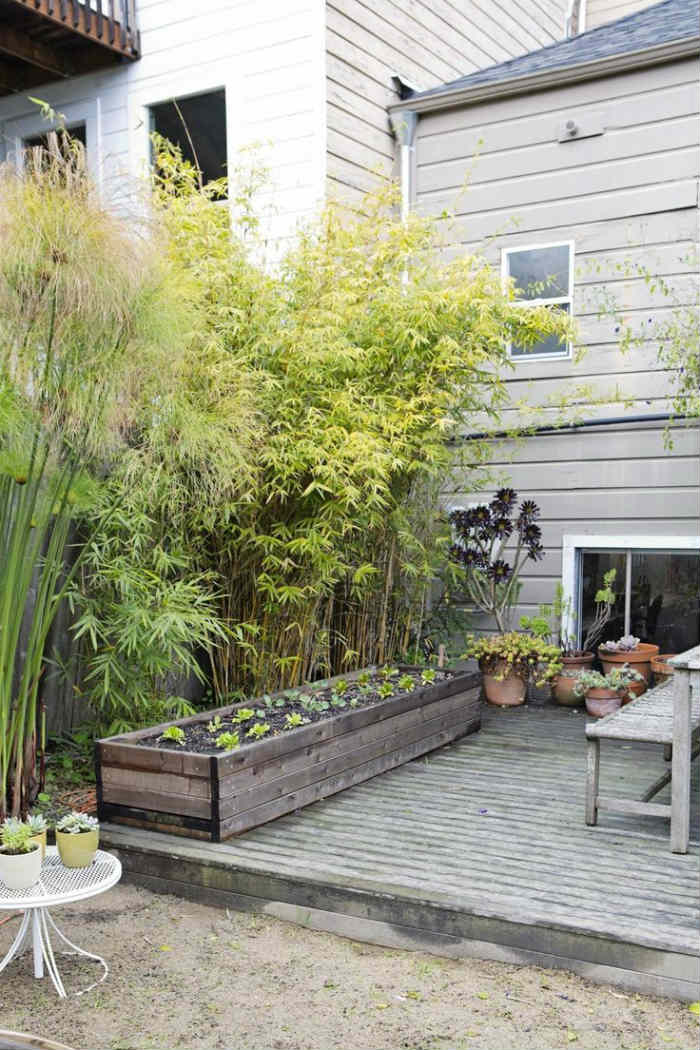 Φύτεμα μπαμπού.