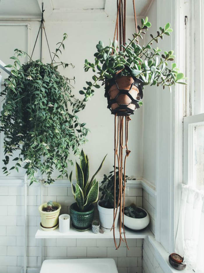 Τα φυτά προσδίδουν ομορφιά και ζωή σε ένα μπάνιο.