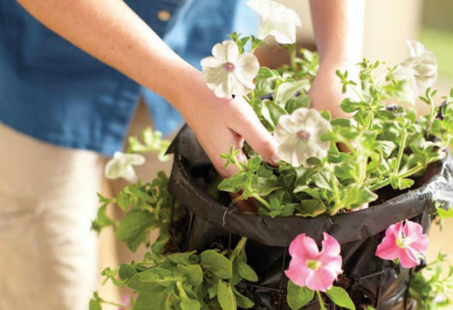 Φύτεψε την κορυφή του πύργου.