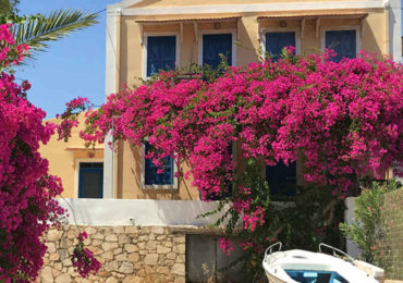 Η Βουκαμβίλια παρότι εισαγόμενη είναι από τα πιο χαρακτηριστικά φυτά της Ελλάδας.