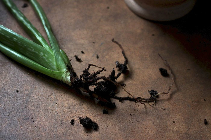 Αλόη λίγων εβδομάδων με ρίζα κατάλληλη για φύτευση.