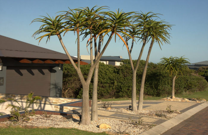 Η αλόη μπορεί να γίνει από πολύ μικρή μέχρι και 20 μέτρα δέντρο!