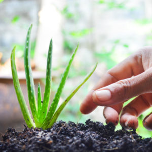 Αλόη ή αλλιώς Aloe Vera: ένας πολύτιμος σύμμαχος σε συσκευασία γλάστρας!