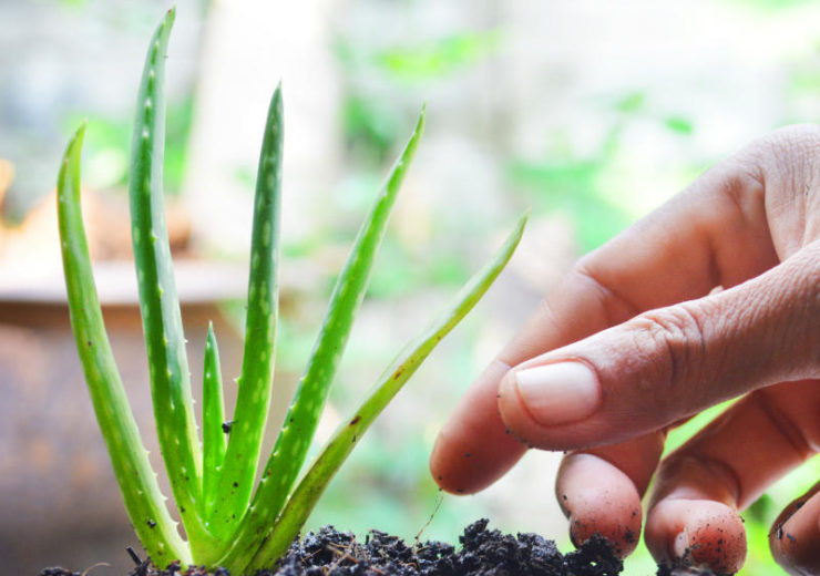 Αλόη ή αλλιώς Aloe Vera: ένας πολύτιμος σύμμαχος σε συσκευασία γλάστρας!