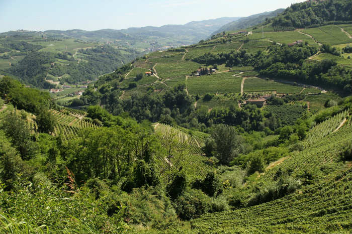Αμπελώνες ποικιλίας Μοσχάτου.
