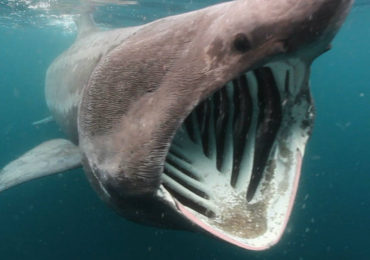 Σαπουνάς ή καρχαρίας προσκυνητής προστατευόμενο είδος.