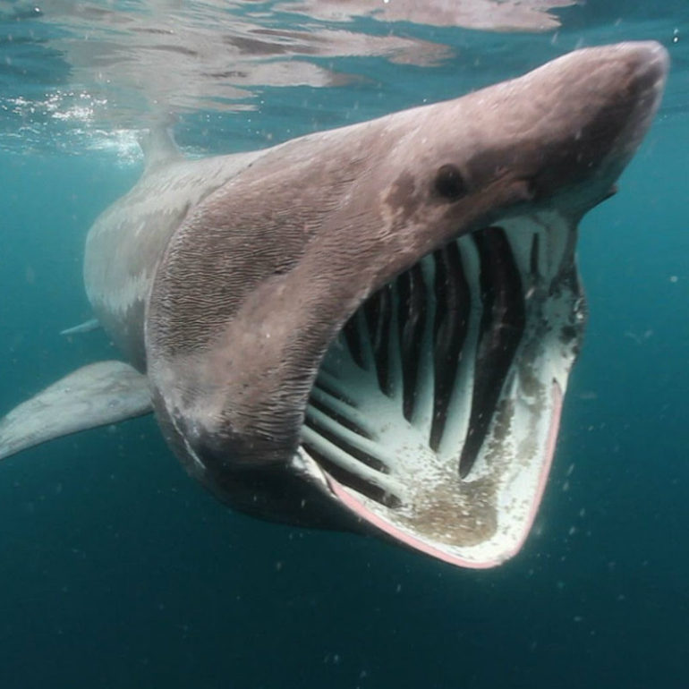 Σαπουνάς ή καρχαρίας προσκυνητής προστατευόμενο είδος.