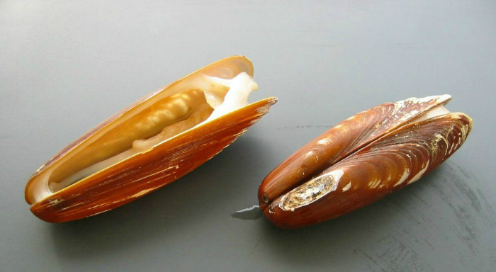 Οι πετροσωλήνες θεωρούνται εκλεκτός μεζές, αλλά είναι παράνομη η αλιεία τους.