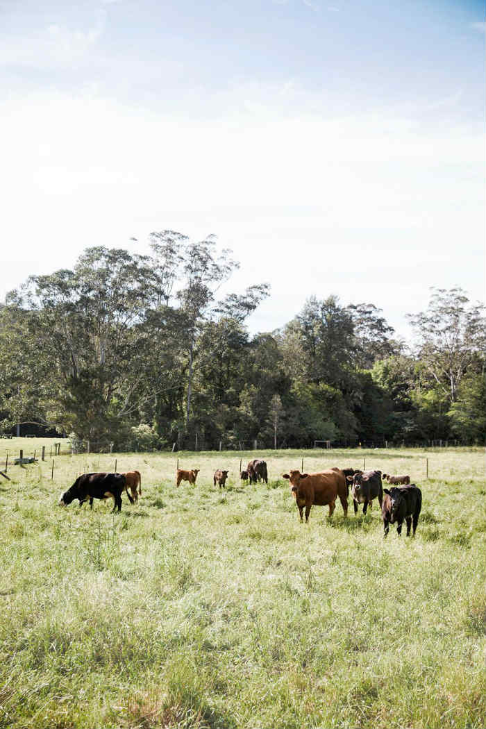 Μόλις αντίκρισαν τις αγελάδες του γειτονικού αγροκτήματος, κατάλαβαν ότι ήρθαν στο σωστό μέρος.