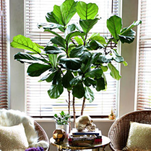 Τα 12 καλύτερα φυτά για να διακοσμήσεις το σπίτι σου το Φθινόπωρο!