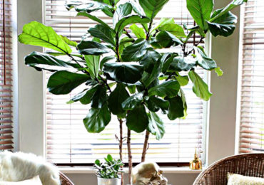 φικος λυρατα λιρατα