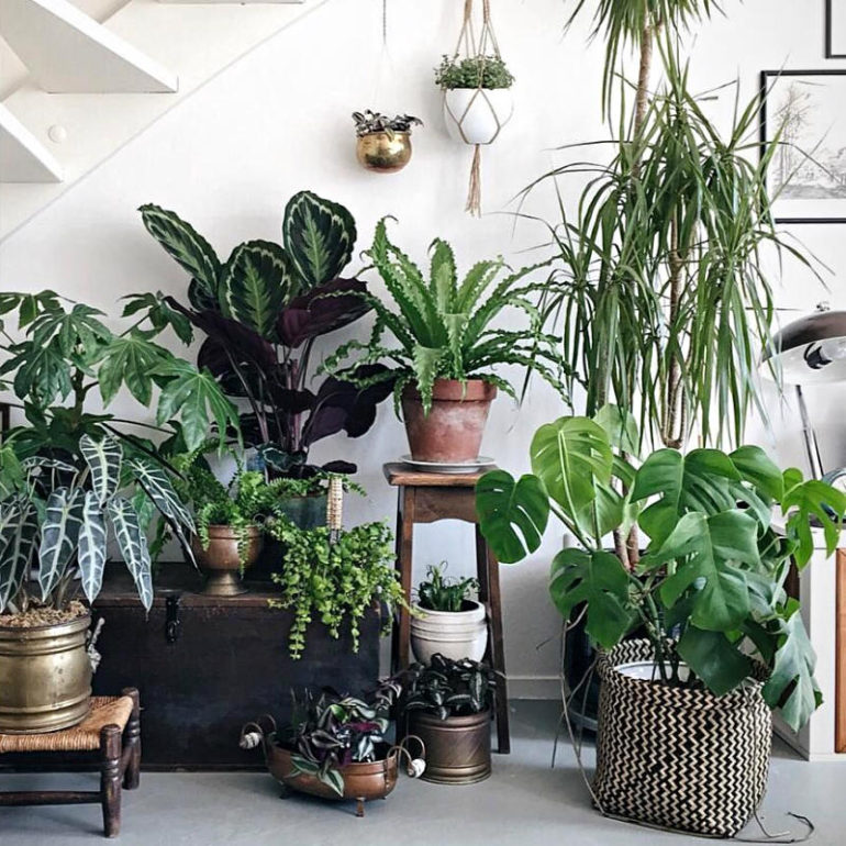 φυτα εσωτερικου χωρου σκια