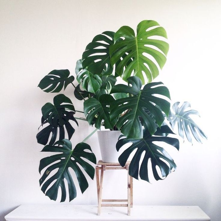 φυτο φιλοδενδρο μονστερα philodendron monstera