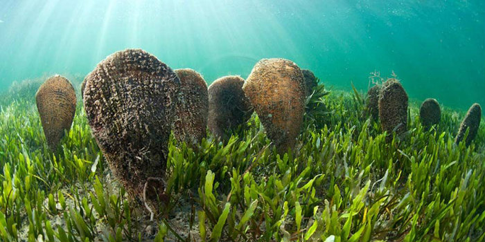 Πίνα προστατευόμενα όστρακα.