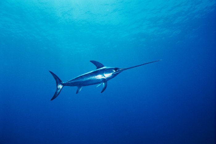 Ξιφίας, απειλούμενο είδος αλλά δεν προστατεύεται, καλό είναι να μην αλιεύεται.