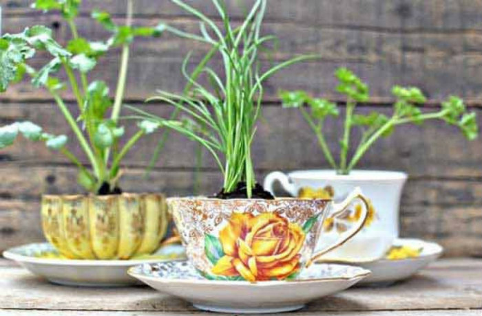 Φλιτζάνια του τσαγιού ως γλάστρες.