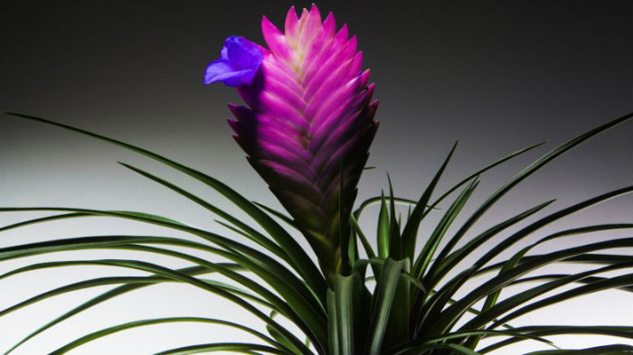 Είναι πολύ όμορφα εξωτικά φυτά και αξίζει να τα γνωρίσετε!