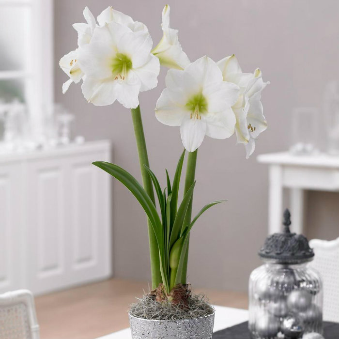 Η λευκή Αμαρυλλίς είναι από τους πιο όμορφους βολβούς που θα βρεις για το Φθινόπωρο.