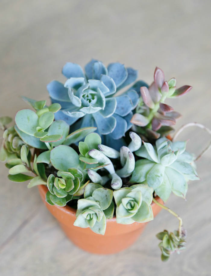 Τοποθέτηση πολλών παχύφυτων σε ένα γλαστράκι διαμέτρου των 10 εκατοστών.