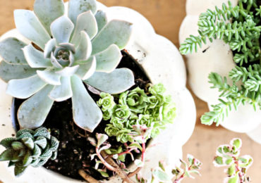 κολοκυθα γλαστρα