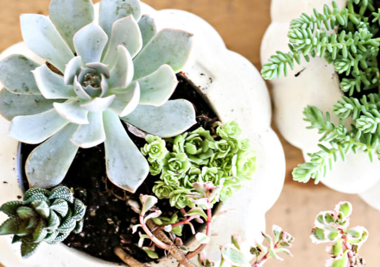 Πως να φτιάξεις DIY γλάστρα από αληθινή ή ψεύτικη κολοκύθα!