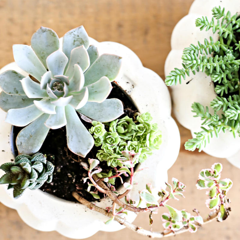 Πως να φτιάξεις DIY γλάστρα από αληθινή ή ψεύτικη κολοκύθα!