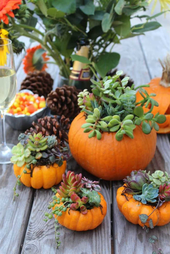 Αληθινές κολοκύθες σκαμμένες με τοποθετημένα παχύφυτα!