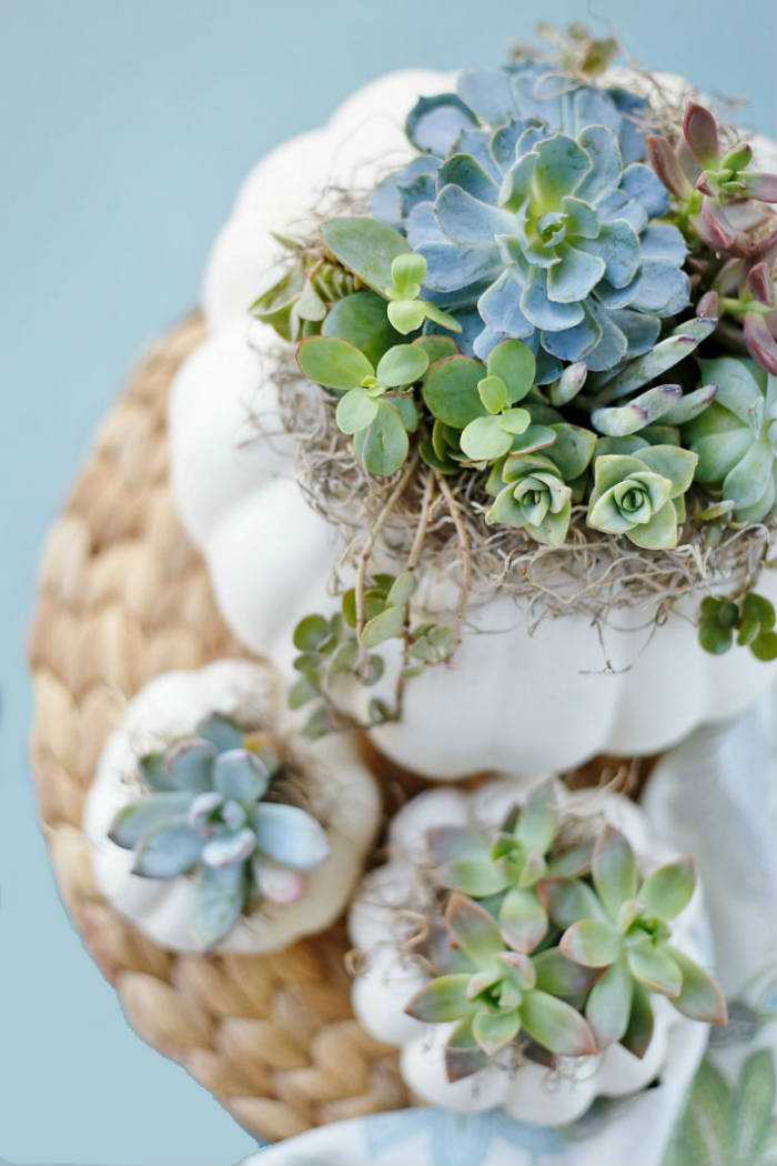 Κολοκύθες από αφρό.