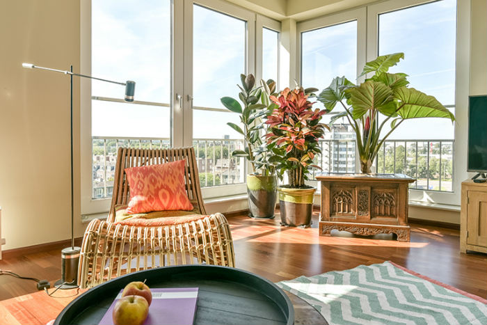 μεγαλα φυτα εσωτερικου χωρου