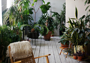 αντοχη φυτα χειμωνας κρυο ψυχος εσωτερικου χωρου