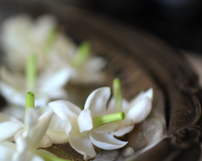 γιασεμι ομορφες μυρωδιες