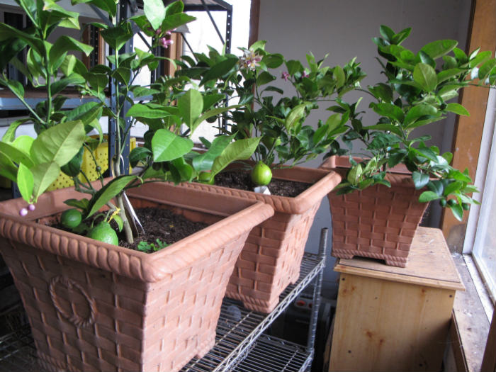 εσπεριδοειδη χειμωνας