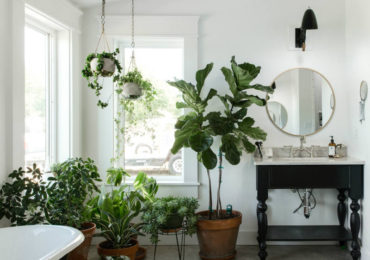 φυτα εσωτερικου χωρου